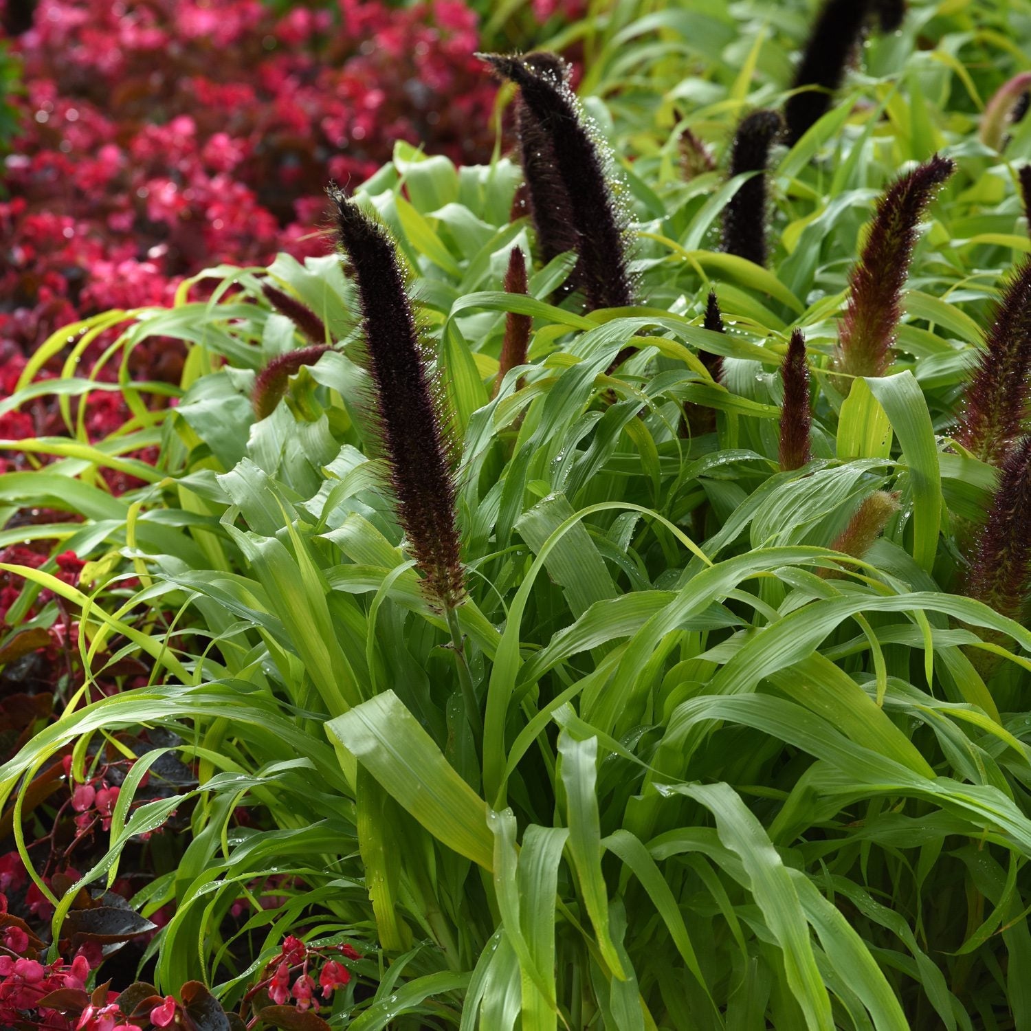 Long green, grass-like leaves and tall, dark brown flower spikes of Jade Princess Ornamental Millet (Pennisetum) create a striking annual grass display when paired with vibrant red flowering plants - Photo Courtesy of Ball Horticulture, Inc.