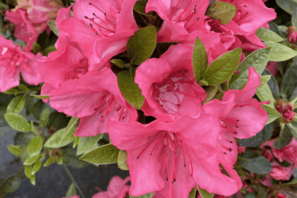Pink flowers of a perfecto mundo reblooming azalea