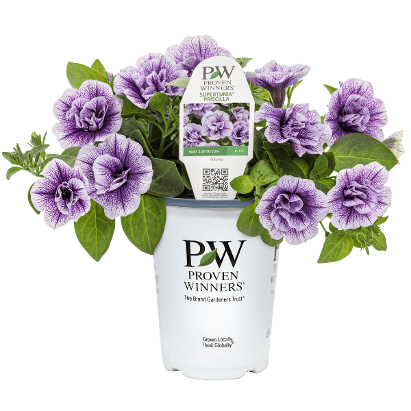 Potted plant with purple flowers and a Proven Winners label on a white background
