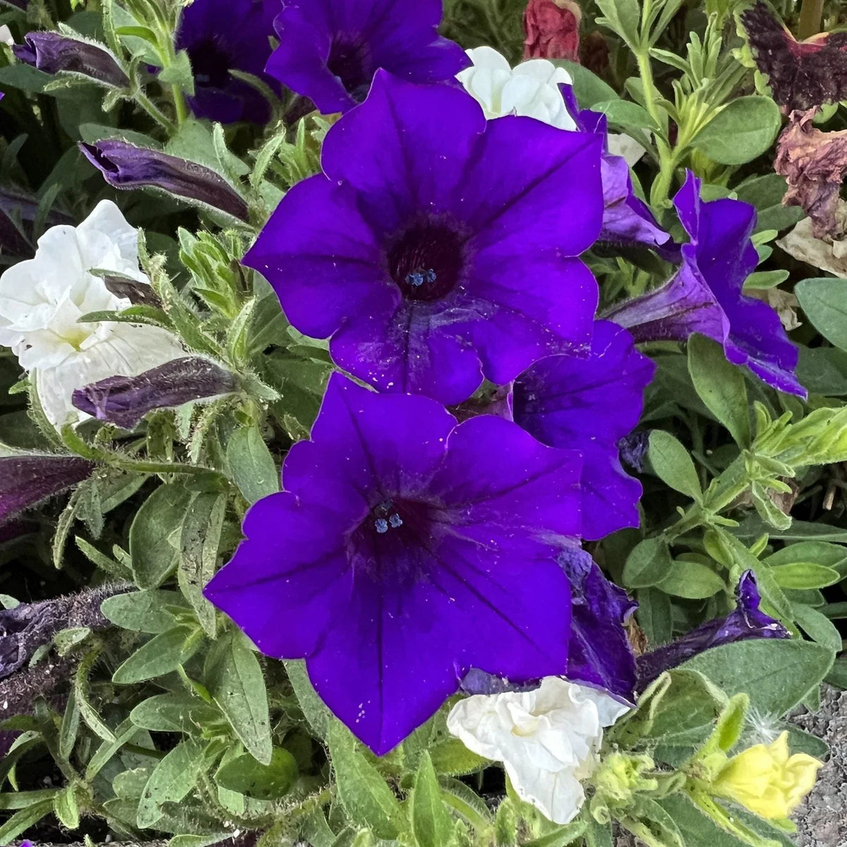 Proven Winners® Supertunia® Ultramarine petunias.
