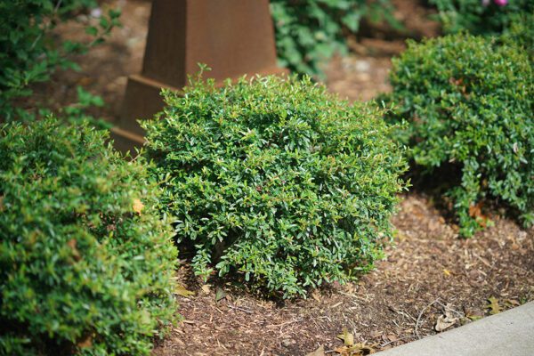 row of small boxwoods planted in mulch bed