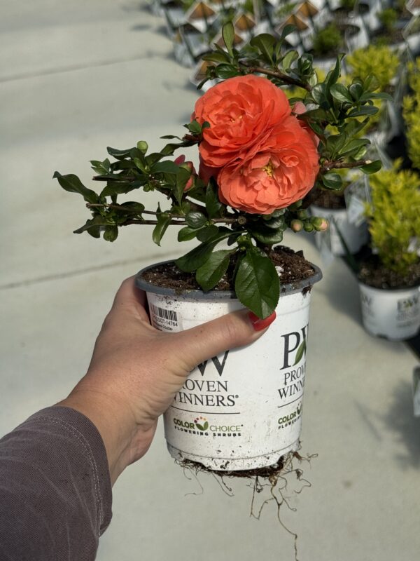 closeup of a hand holding a white container with a small red rose planted in it