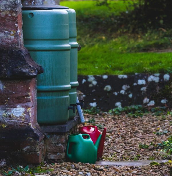 Green rain collection barrels
