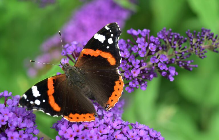 Red admiral on butterfly bush.