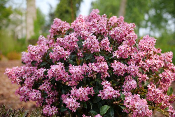 Pink white flowering La Vida Más Indian Hawthorn