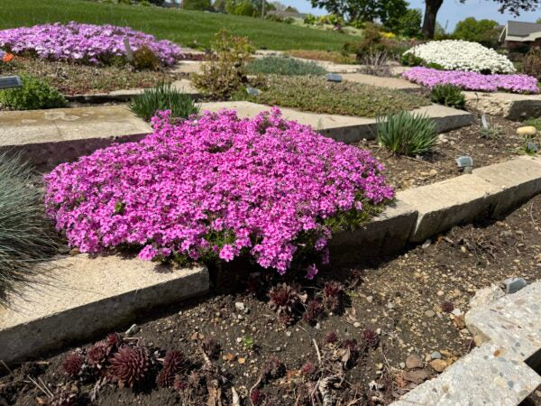 pink flowering boogie woogie stonecrop sedum