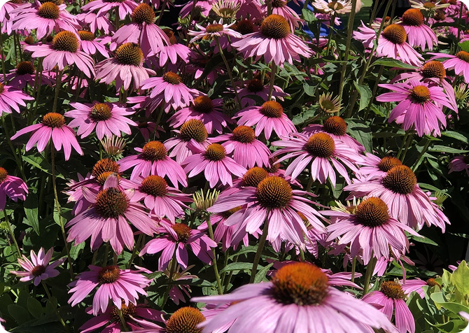  A bush of pink Ruby Giant Coneflowers in the sun
