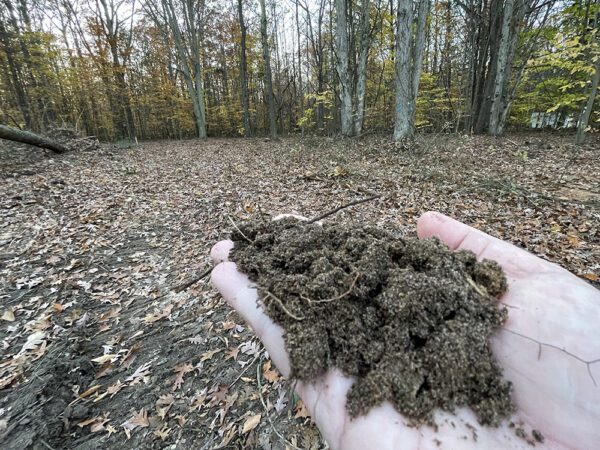 a hand holding sandy soil