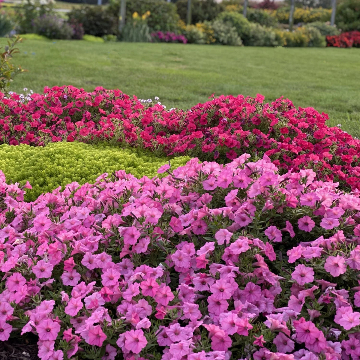Supertunia® Vista® Bubblegum® petunias.