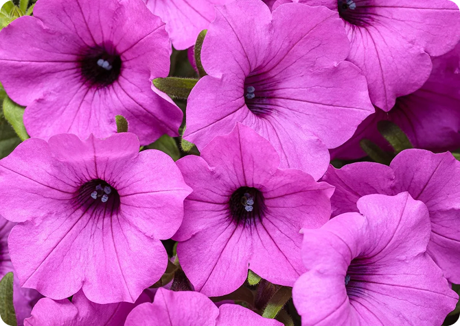 a cluster of purple trumpet shaped flowers of Supertunia Vista® Jazzberry® Petunia variety


A cluster of purple trumpet-shaped petunias of the Vista® Jazzberry® brand
