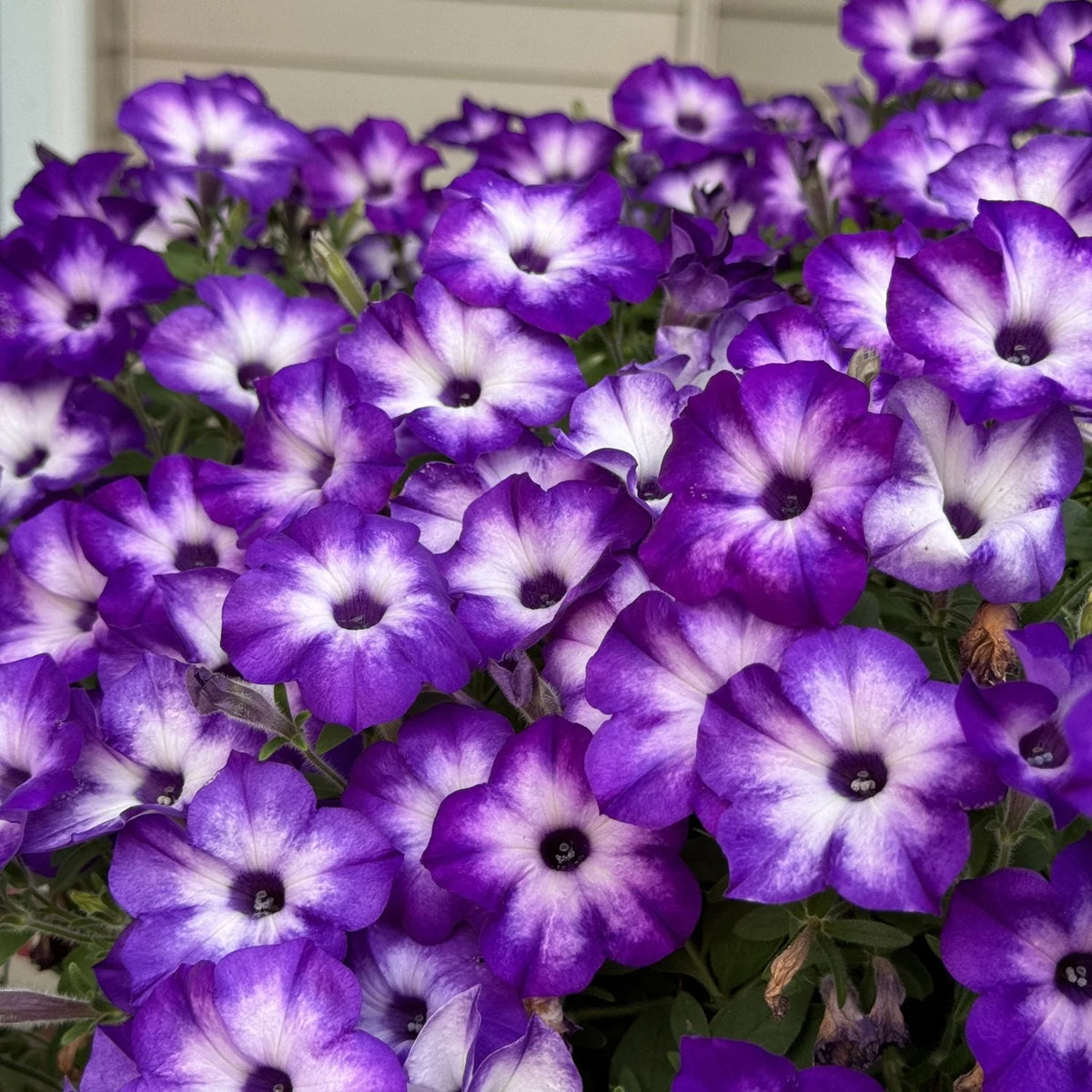 A bush of purple and white Supertunia® petunia flowers 