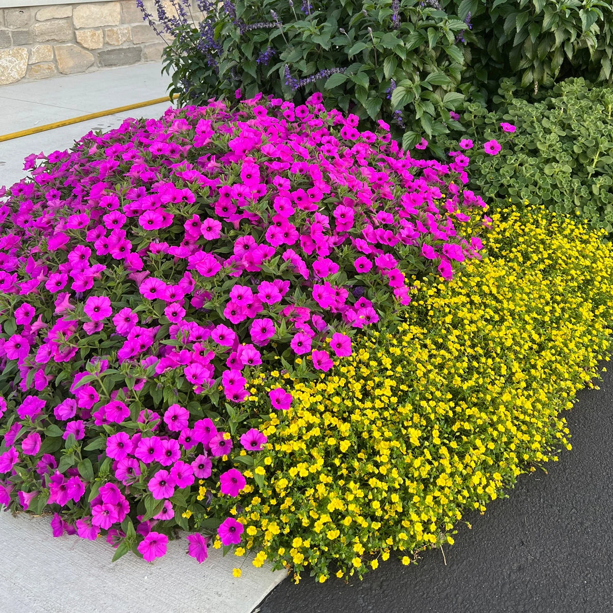 Supertunia® petunia plants on a sidewalk