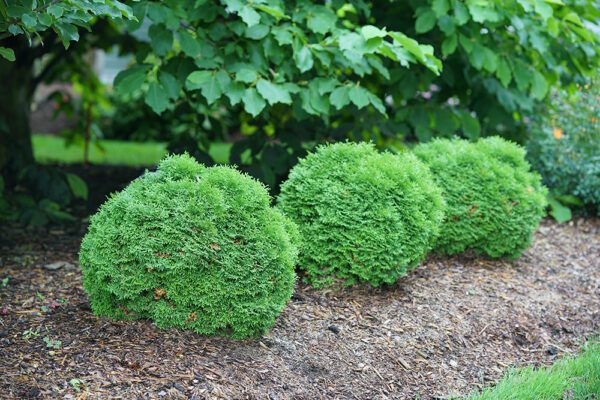 Row of round tater tot globe arborvitae