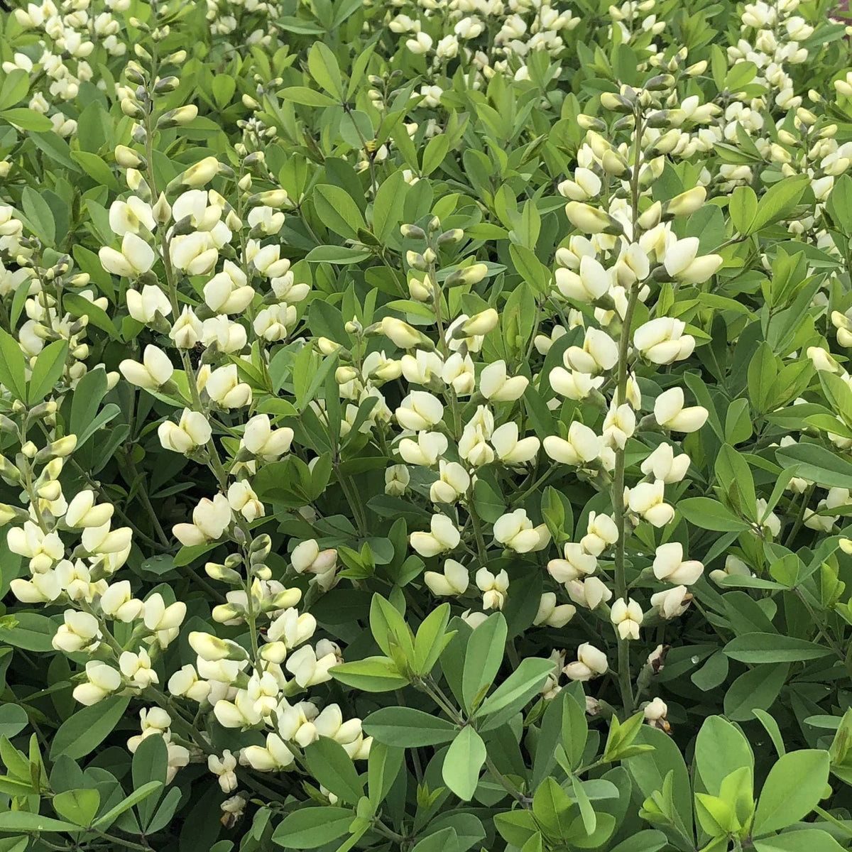 Vanilla cream Baptisia perennials.