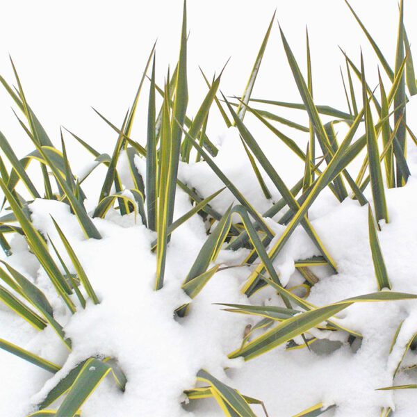 Snow covering a Yucca plant.