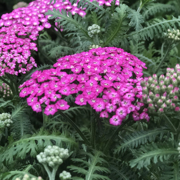 Zone 4 violet yarrow perennials
