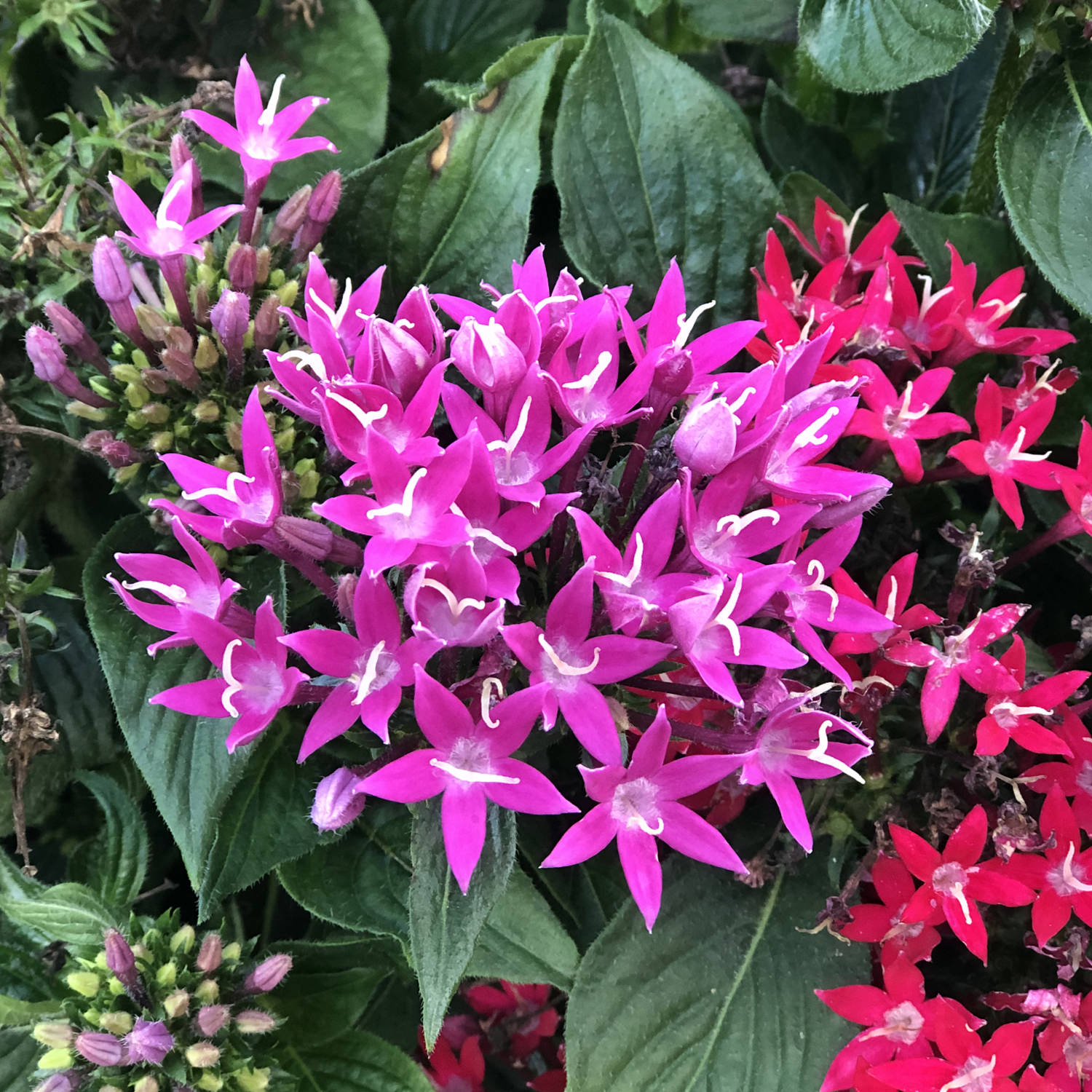 Sunstar® Rose Egyptian Star Flower (Pentas) - Photo Property of Garden Crossings LLC