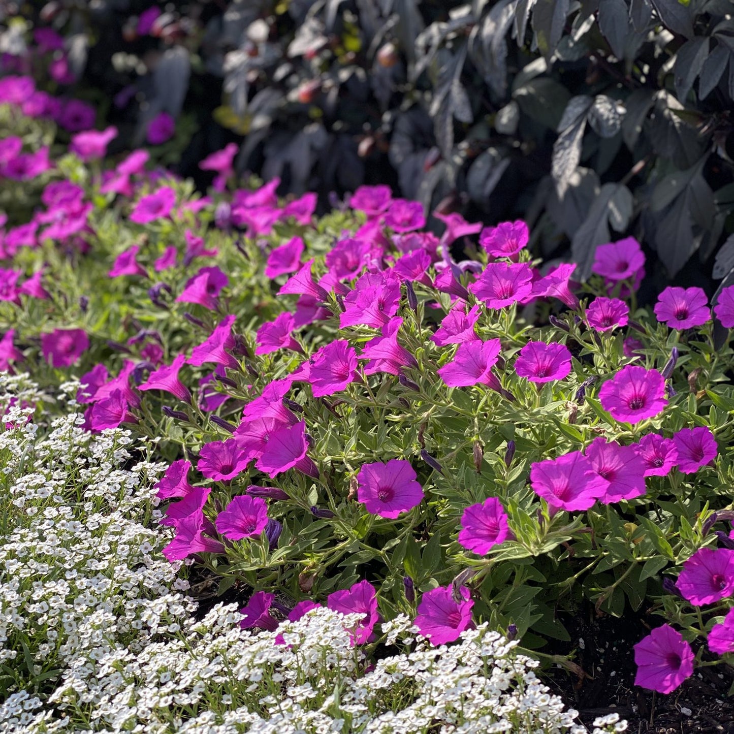 Supertunia Vista® Jazzberry® Petunia - Photo Property of Garden Crossings LLC