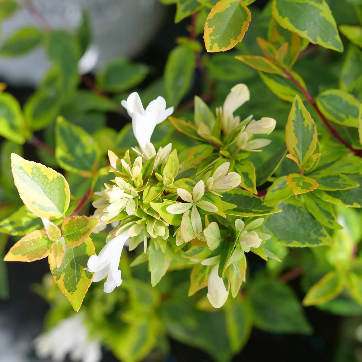 white flowered abelia garden deal
