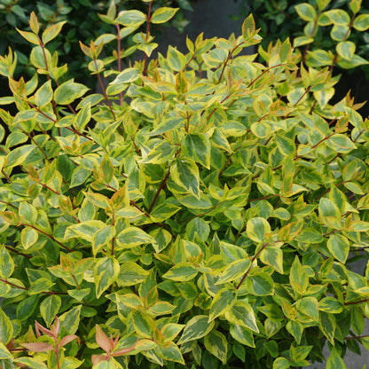 Brilliantina® Abelia - Photo Courtesy of Proven Winners, Inc.