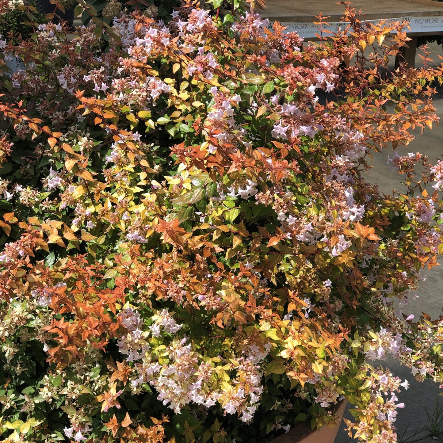 Funshine® Abelia - Photo Property of Garden Crossings LLC