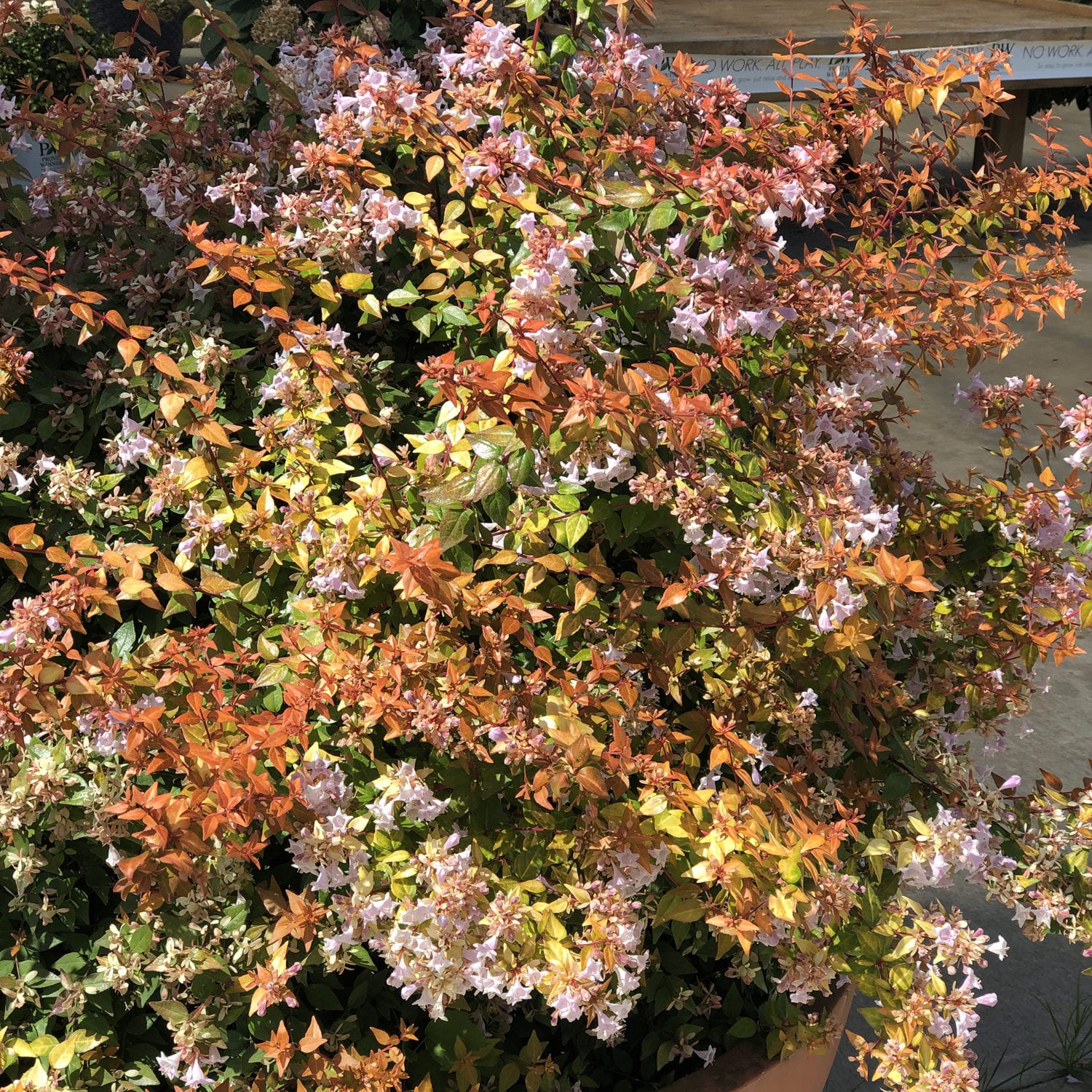 Funshine® Abelia - Photo Property of Garden Crossings LLC