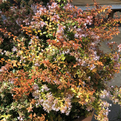 Funshine® Abelia - Photo Property of Garden Crossings LLC