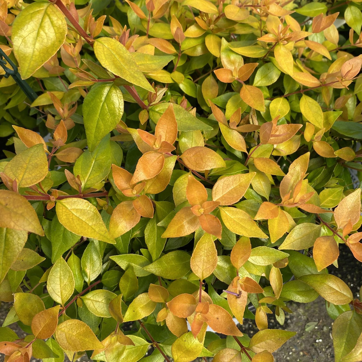 Funshine® Abelia - Photo Property of Garden Crossings LLC