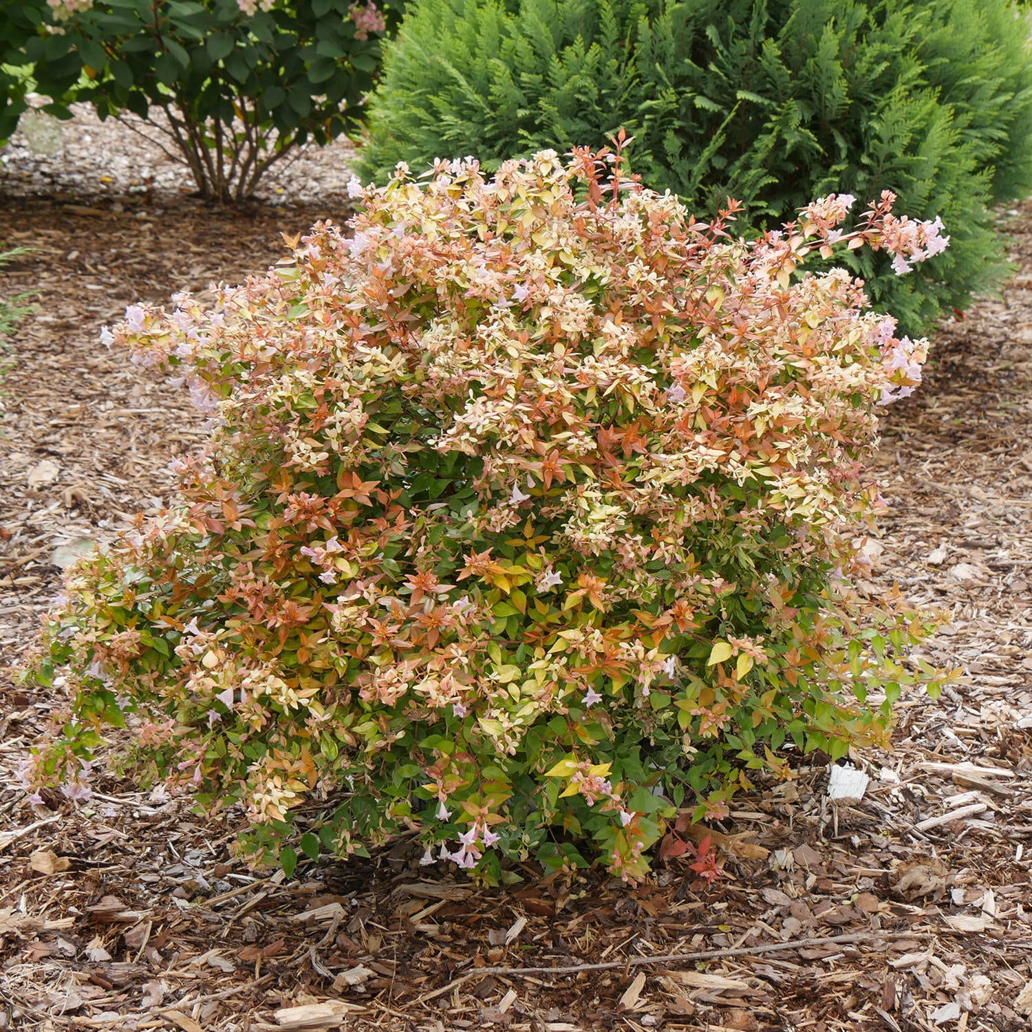 Funshine® Abelia - Photo Courtesy of Proven Winners, Inc.