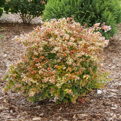 Funshine® Abelia - Photo Courtesy of Proven Winners, Inc.