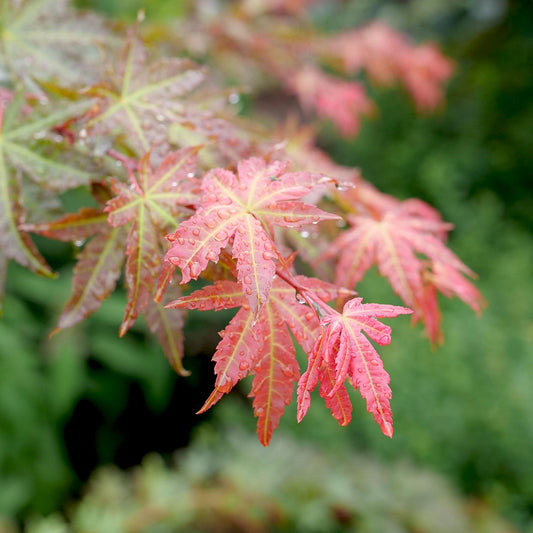Close-up of Hot Chana® Japanese Maple (Acer) red and pink leaves covered in water droplets, set against a green, blurred background - Photo Courtesy of Proven Winners, Inc.