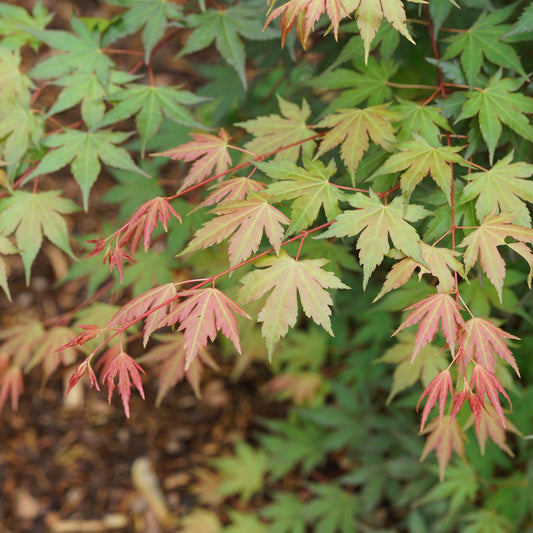Delicate green leaves with reddish tips emerge on thin branches above brown mulch, signaling early color change in the compact Hot Chana® Japanese Maple (Acer) ornamental tree - Photo Courtesy of Proven Winners, Inc.
