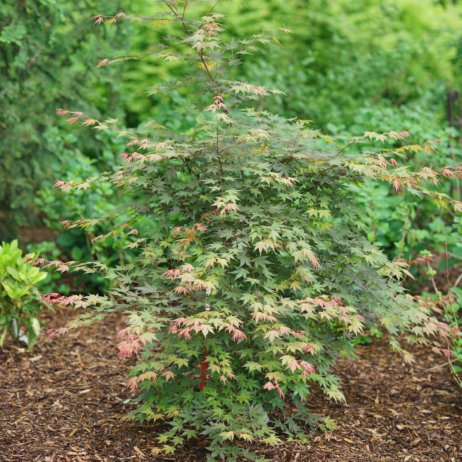 Hot Chana® Japanese Maple (Acer) - Photo Courtesy of Proven Winners, Inc.