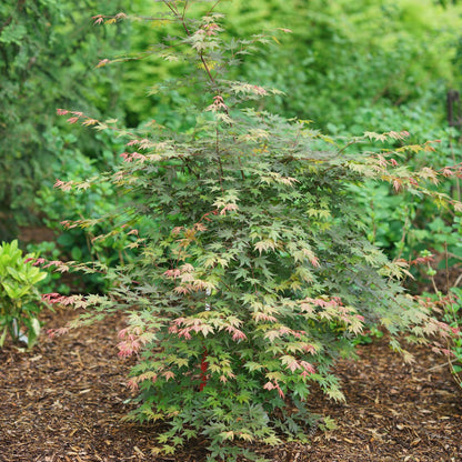 Hot Chana® Japanese Maple (Acer) - Photo Courtesy of Proven Winners, Inc.