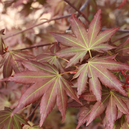 Hot Chana® Japanese Maple (Acer) - Photo Courtesy of Proven Winners, Inc.