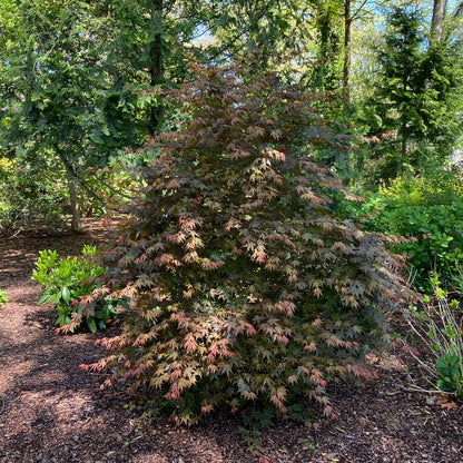 Hot Chana® Japanese Maple (Acer) - Photo Courtesy of Proven Winners, Inc.