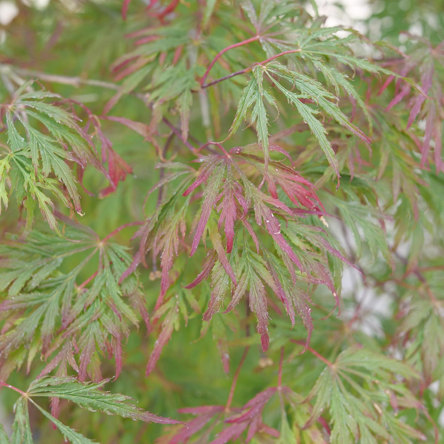 Uncommon Thread™ Japanese Maple (Acer) - Photo Courtesy of Proven Winners, Inc.
