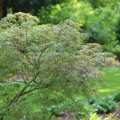 Uncommon Thread™ Japanese Maple (Acer) - Photo Courtesy of Proven Winners, Inc.