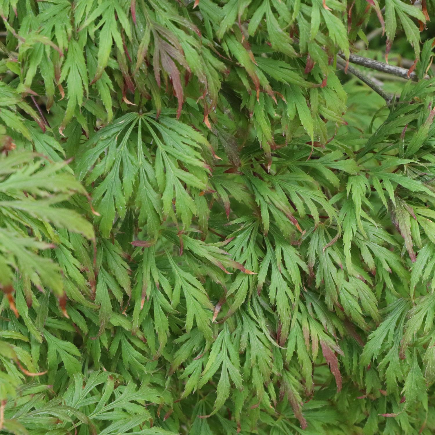 Uncommon Thread™ Japanese Maple (Acer) - Photo Courtesy of Proven Winners, Inc.