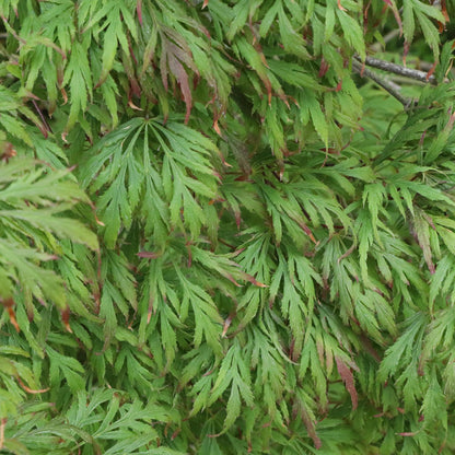 Uncommon Thread™ Japanese Maple (Acer) - Photo Courtesy of Proven Winners, Inc.