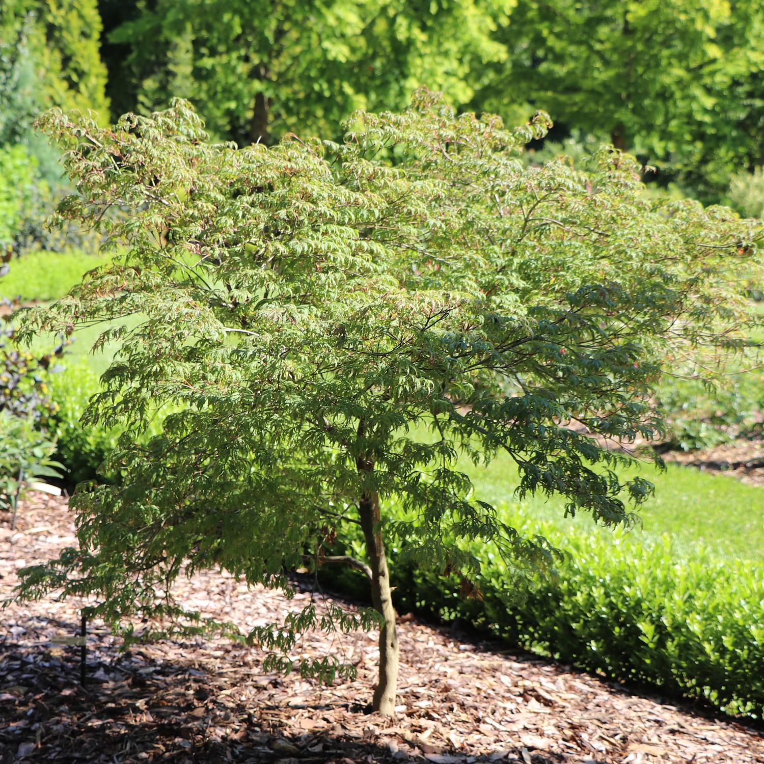 Uncommon Thread™ Japanese Maple (Acer) - Photo Courtesy of Proven Winners, Inc.