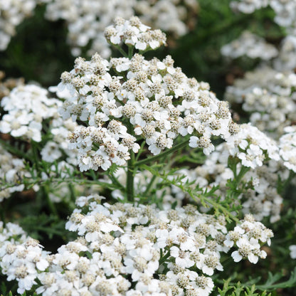 New Vintage™ White Yarrow (Achillea) - Photo Courtesy of Ball Horticulure, Inc.