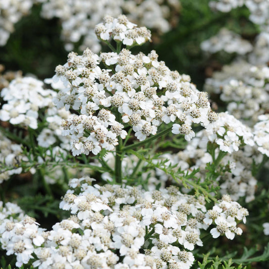 New Vintage™ White Yarrow (Achillea) - Photo Courtesy of Ball Horticulure, Inc.