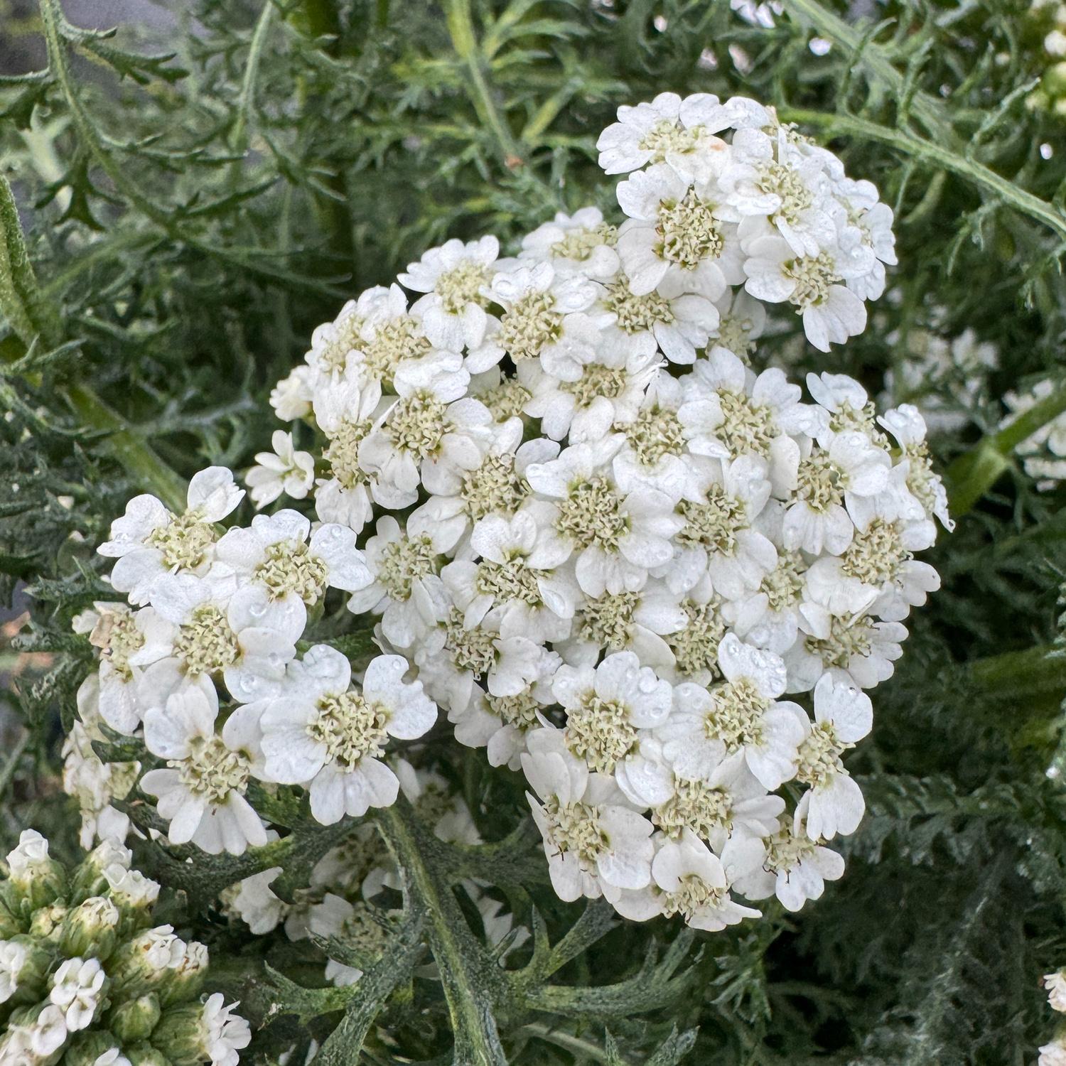 New Vintage™ White Yarrow (Achillea) - Photo Property of Garden Crossings LLC
