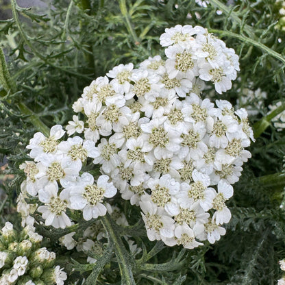 New Vintage™ White Yarrow (Achillea) - Photo Property of Garden Crossings LLC