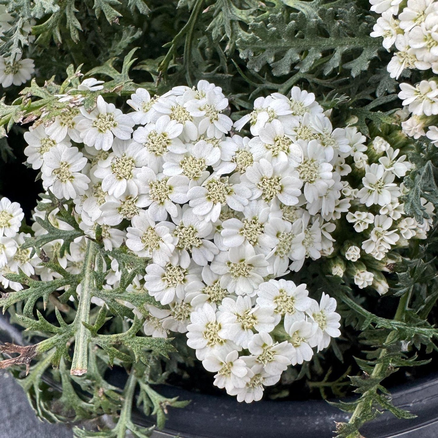 New Vintage™ White Yarrow (Achillea) - Photo Property of Garden Crossings LLC