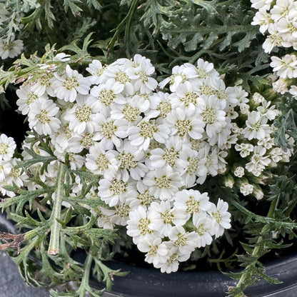 New Vintage™ White Yarrow (Achillea) - Photo Property of Garden Crossings LLC