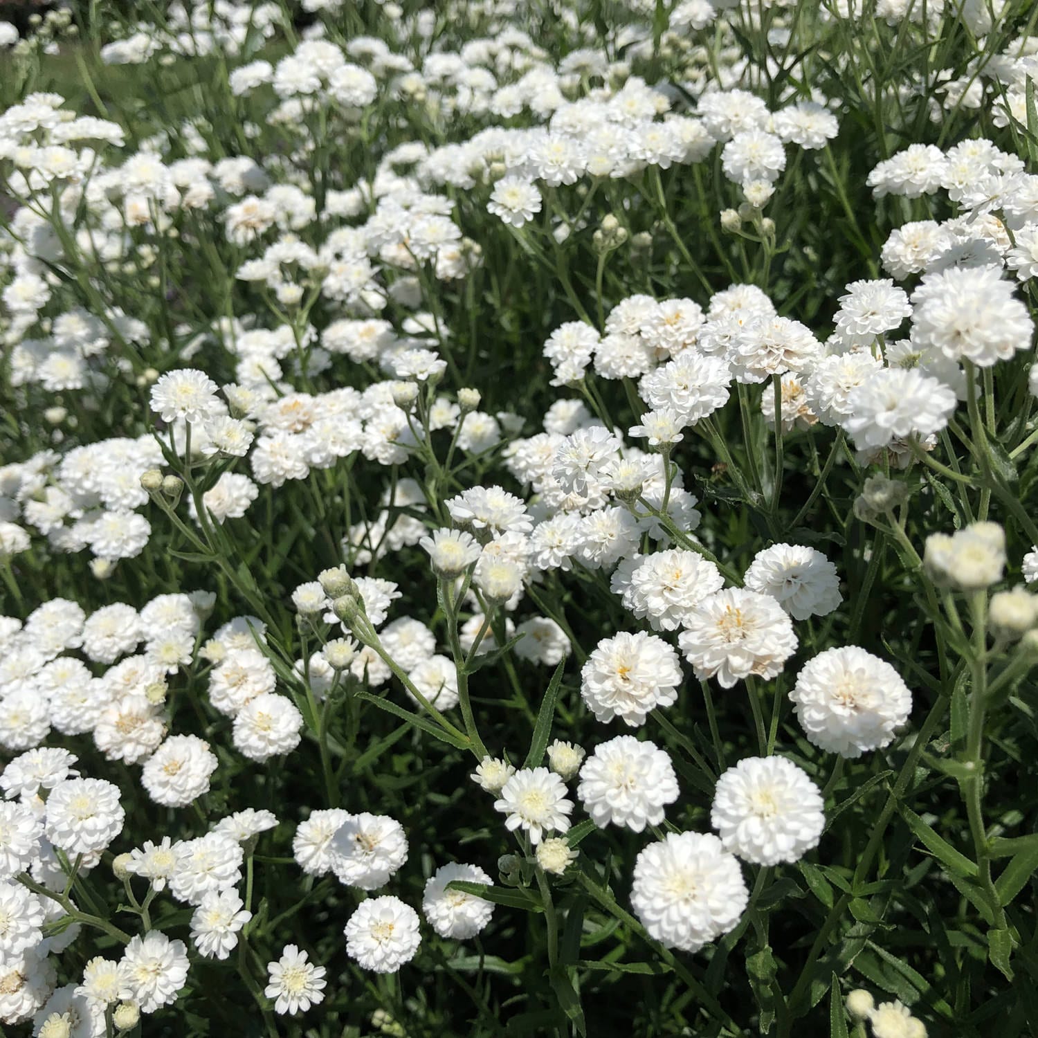 A dense cluster of small, white flowers with green stems and leaves blooms in bright sunlight—'Peter Cottontail' Yarrow (Achillea) - Photo Property of Garden Crossings LLC.
