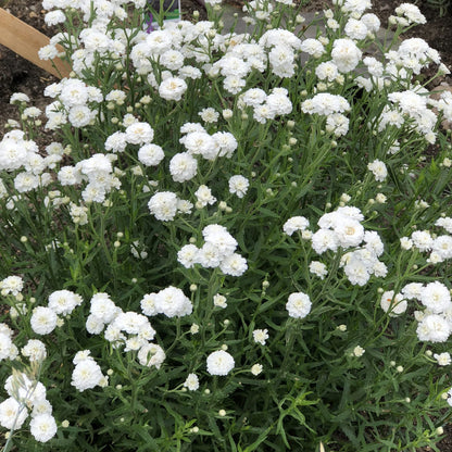 Peter Cottontail' Yarrow (Achillea) - Photo Property of Garden Crossings LLC