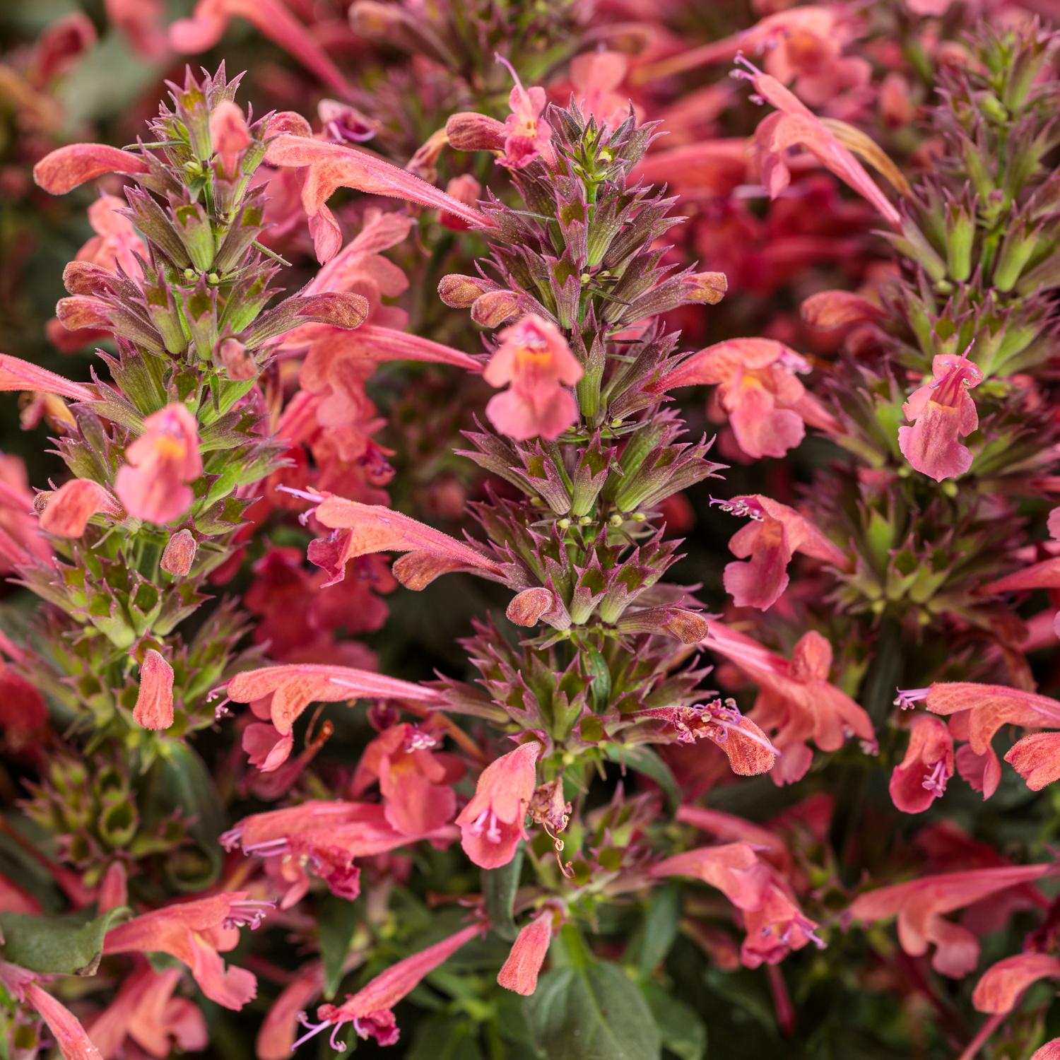 Close-up of vibrant pinkish-red tubular flowers on Maestro® Coral Hummingbird Mint (Agastache) with green stems and leaves, highlighting detailed petals and striking colors - Photo Courtesy of Proven Winners, Inc.